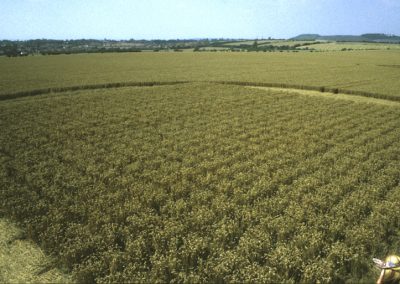 Etchilhampton Grid, Wiltshire | 30th July 1997 | Wheat P 35mm