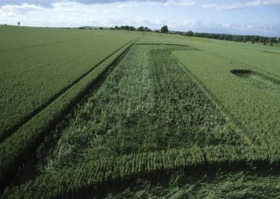 Silbury Hill, Wiltshire | 19th June 1999 | Wheat P2 35mm