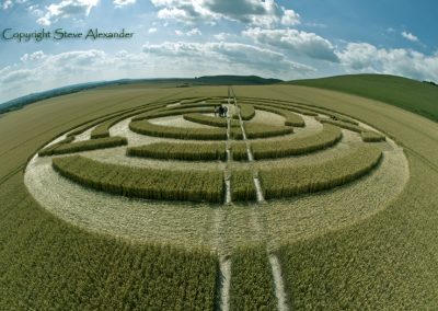 Milk Hill, Wiltshire | 8th July 2011 | Wheat 2nd Stage P