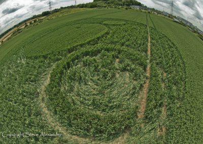 Frome, Somerset | 17th June 2012 | Wheat P4