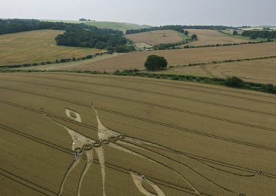 East Kennett, Wiltshire | 26th July 2012 | Wheat L4