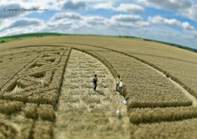 Hackpen Hill, Wiltshire | 26th August 2012 | Wheat PTS