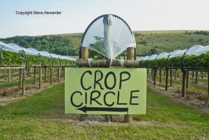 latest crop circle