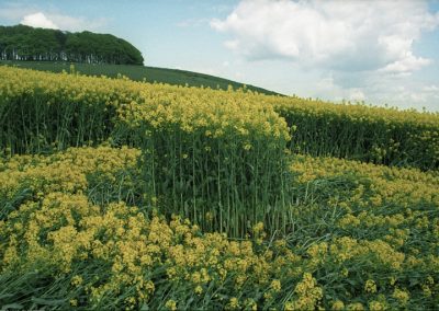 Furze Knoll, Wiltshire | 7th May 1994 | Oilseed Rape GS 35mm Neg Scan