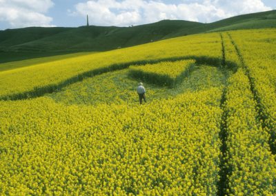 Cherhill, Wiltshire | 26th April 2000 | Oilseed Rape P 35mm