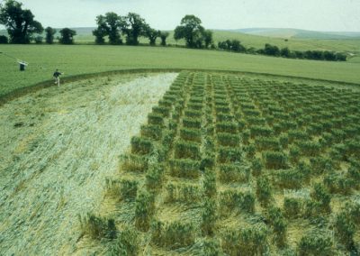 East Kennett, Wiltshire | 12th July 2000 | Wheat P3 35mm