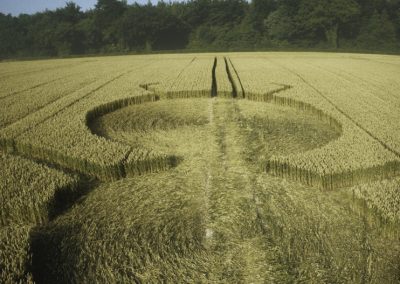 Henwood, Hampshire | 14th July 1997 | Wheat P2 35mm