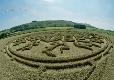 Ansty, Wilts | 12th August 2016 | Wheat P