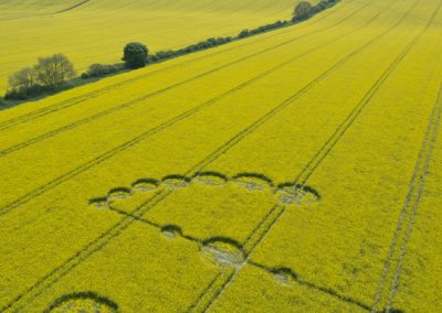 Willoughby Hedge, Nr Mere, Wilts | 4th May 2017 | Oilseed Rape L