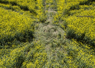 Willoughby Hedge, Wilts | 8th May 2018 | Oilseed Rape | CL