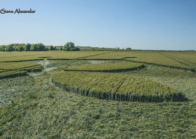 Yarnbury Castle, Wilts | 24th June 2018 | Wheat Low2