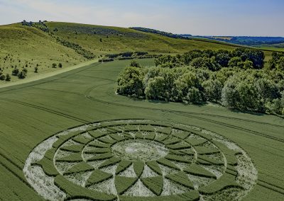 Smeathe's Plantation, Ogbourne St George, Wilts |  25th June 2020 | Wheat | L4