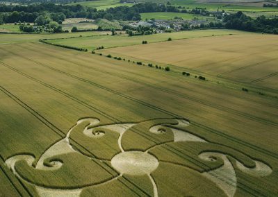 Etchilhampton Hill, Wilts | 8th August 2024 | Wheat | L