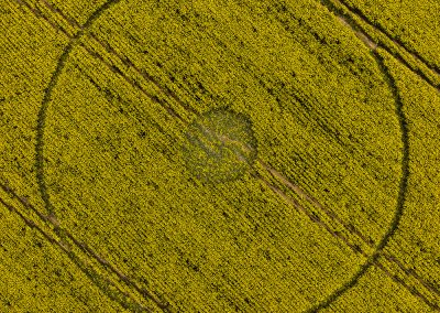 Wimborne Minster, Dorset | 11th April 2025 | Oilseed Rape | OH-BS