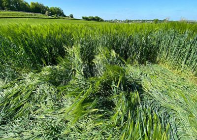 Sutton Veny 2025 by Dan Vidler 5