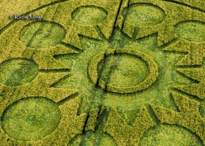 Avebury, Wilts | 8th June 2025 | Barley | Kathy Mingo