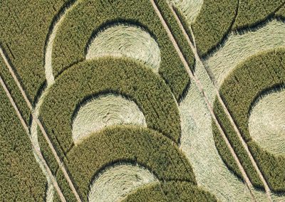 Ware Farm, Devon 28th June 2025 | Wheat | CL