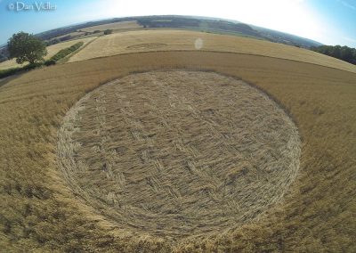 Castley Hill, Somerset | 6th July 2025 | Wheat | P | Photo Dan Vidler