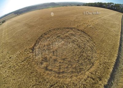 Castley Hill, Somerset | 6th July 2025 | Barley | P | Photo Dan Vidler