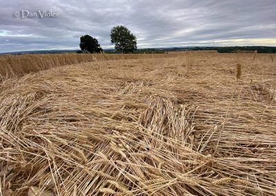 Castley Hill, Somerset | 6th July 2025 | Wheat | G | Photo Dan Vidler