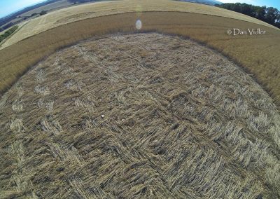 Castley Hill, Somerset | 6th July 2025 | Wheat | P2 | Photo Dan Vidler