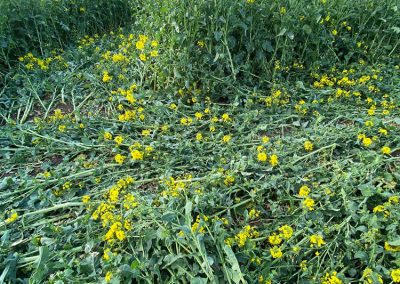 Bondip Hill, Ilchester, Somerset | 4th April 2026 | Oilseed Rape | GR5 | Dan Vidler