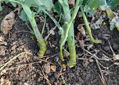 Bondip Hill, Ilchester, Somerset | 4th April 2026 | Oilseed Rape | GR6 | Dan Vidler