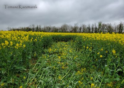 Bondip Hill, Ilchester, Somerset | 4th April 2026 | Oilseed Rape | GT | Tomasz Kaczmarek