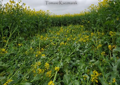 Bondip Hill, Ilchester, Somerset | 4th April 2026 | Oilseed Rape | G2T | Tomasz Kaczmarek