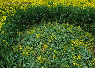Bondip Hill, Ilchester, Somerset | 4th April 2026 | Oilseed Rape | G2T | Tomasz Kaczmarek