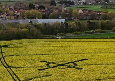 Bondip Hill, Ilchester, Somerset | 4th April 2026 | Oilseed Rape | L3