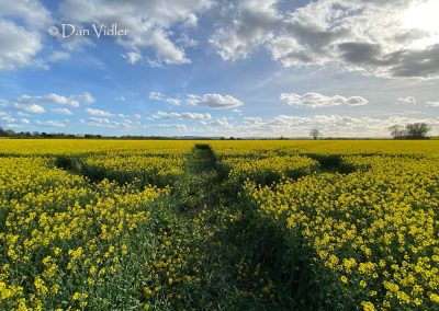 Bondip Hill, Ilchester, Somerset | 4th April 2026 | Oilseed Rape | GR | Dan Vidler