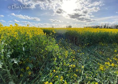 Bondip Hill, Ilchester, Somerset | 4th April 2026 | Oilseed Rape | GR2 | Dan Vidler