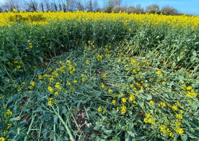 Bondip Hill, Ilchester, Somerset | 4th April 2026 | Oilseed Rape | GR3 | Dan Vidler
