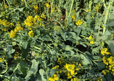 Bondip Hill, Ilchester, Somerset | 4th April 2026 | Oilseed Rape | GR4 | Dan Vidler