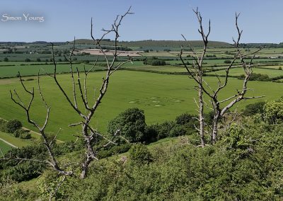 White Sheet Hill, Wilts 22nd May 2026 | Barley | SY1