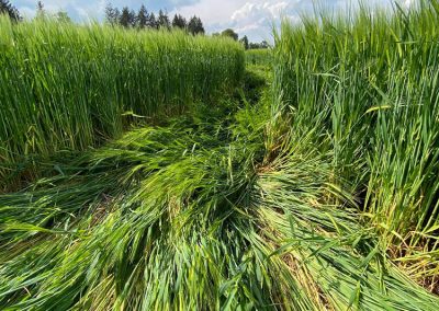 Jack's Plantation, Wilts | 8th May 2026 | Barley | DV 2