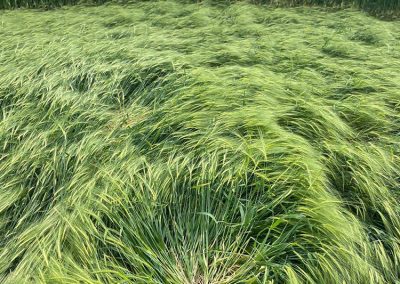 Kingweston, Somerset | 10-13 May 2026 | Barley | OH DV2