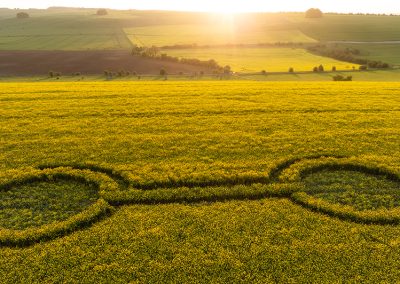 Waden Hill, Wilts | 29th April 2026 | Oilseed rape | L