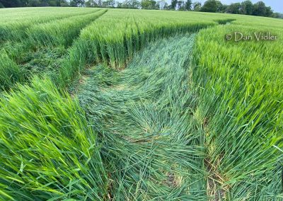 Jack's Plantation, Wilts | 8th May 2026 | Barley | DV 3