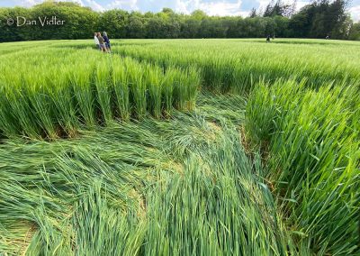 Jack's Plantation, Wilts | 8th May 2026 | Barley | DV 5