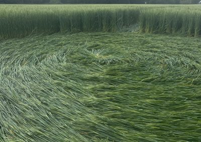 Jack's Plantation, Wilts | 8th May 2026 | Barley | G1 BB