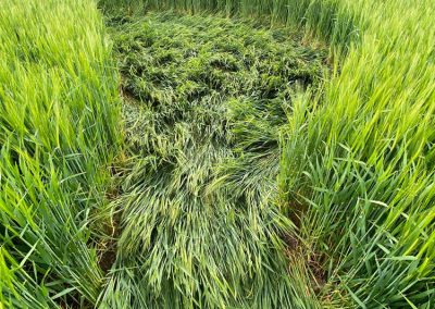 Jack's Plantation, Wilts | 8th May 2026 | Barley | DV 4