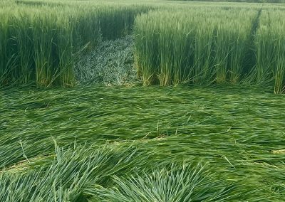 Jack's Plantation, Wilts | 8th May 2026 | Barley | G2 BB