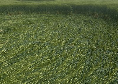Kingweston, Somerset | 10-13 May 2026 | Barley | GRD BB -1