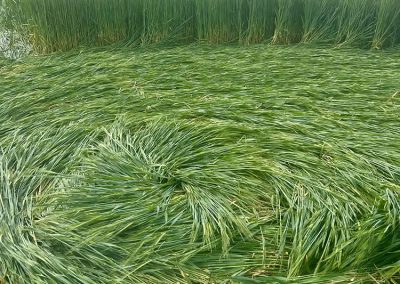 Jack's Plantation, Wilts | 8th May 2026 | Barley | G3 BB