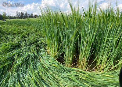 Jack's Plantation, Wilts | 8th May 2026 | Barley | DV 7