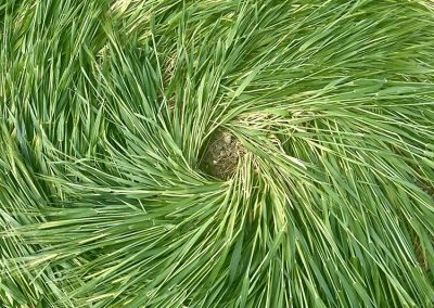 Jack's Plantation, Wilts | 8th May 2026 | Barley | G4 BB