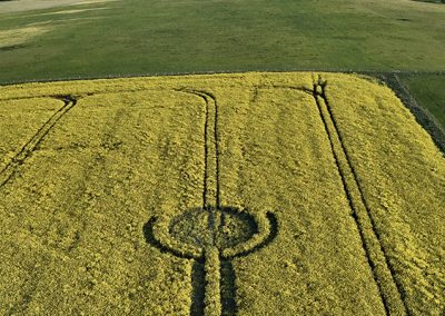 Waden Hill, Wilts | 29th April 2026 | Oilseed rape | L5