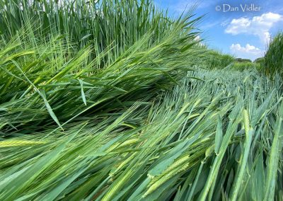 Jack's Plantation, Wilts | 8th May 2026 | Barley | DV 8